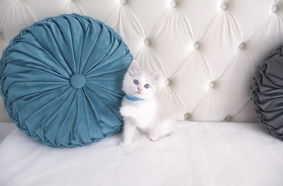 Bear - Blue Bicolor Ragdoll photo 2