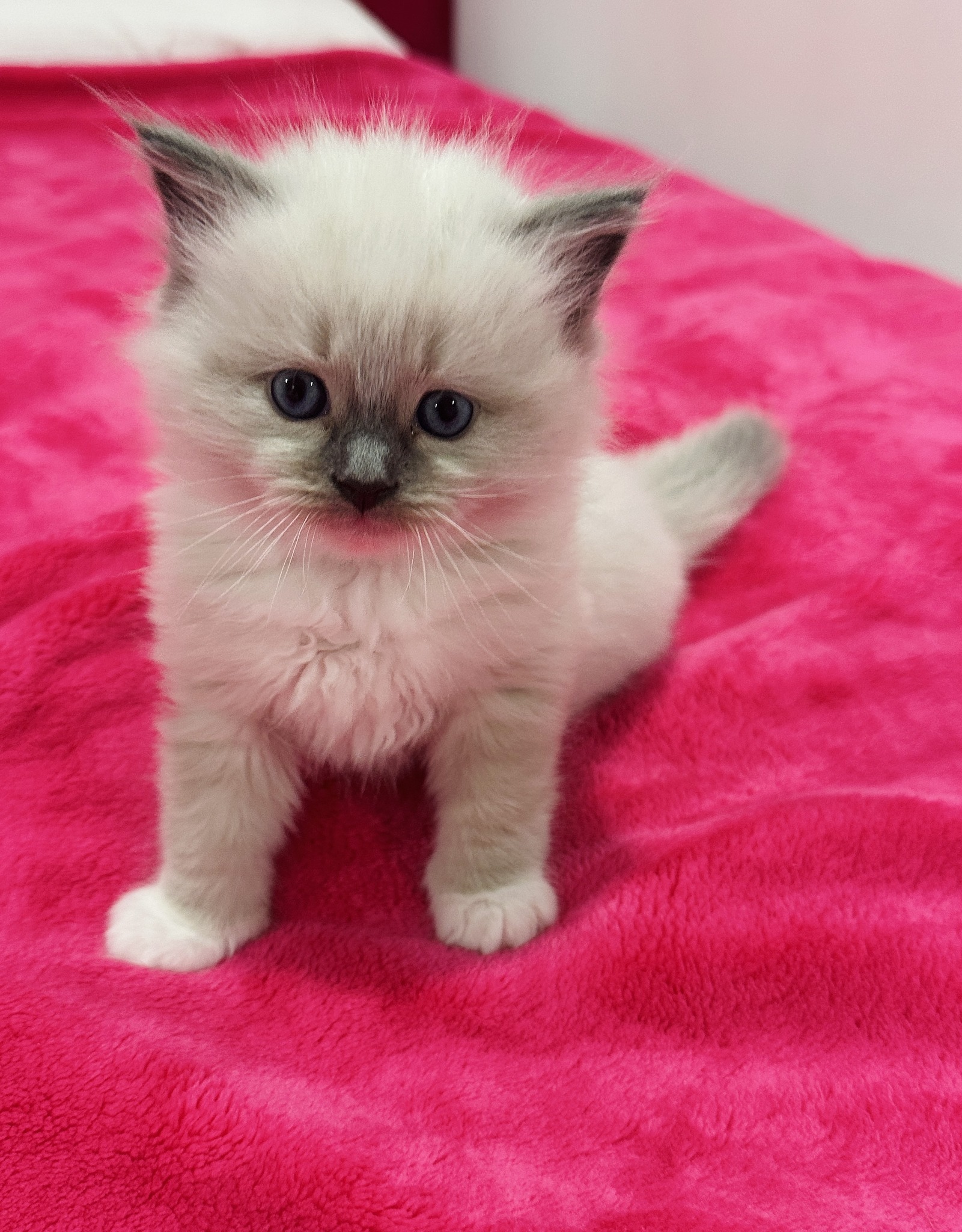 Pringles - Blue Mitted Ragdoll 4
