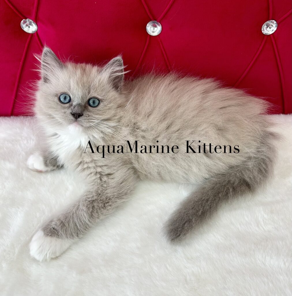 blue mink mitted cherubim on pink bed