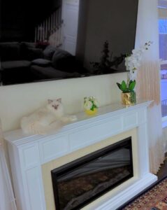 New Ragdoll Kitten! Lilac Mitted Ragdoll