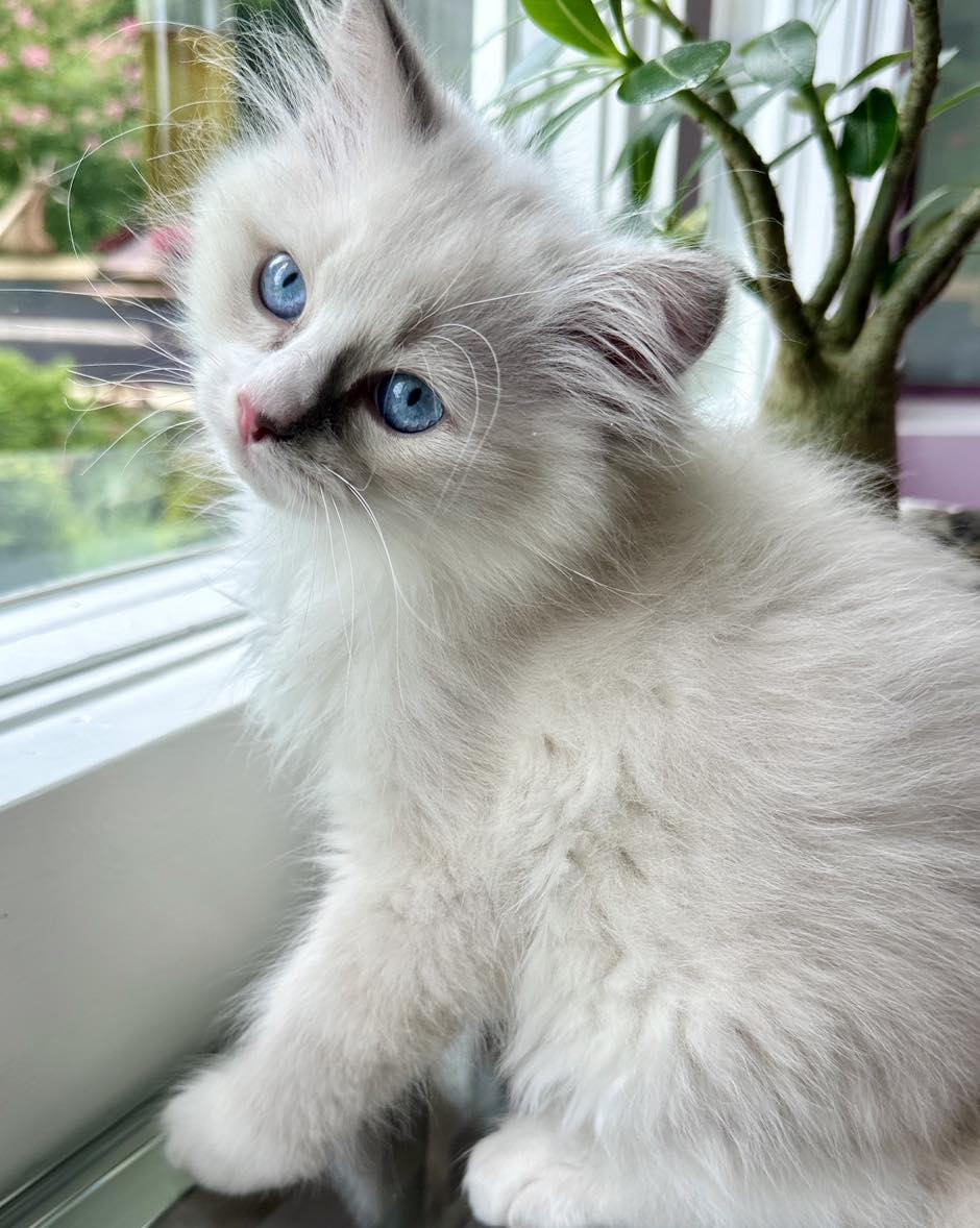 Frinkle - Blue Mitted Ragdoll photo  5
