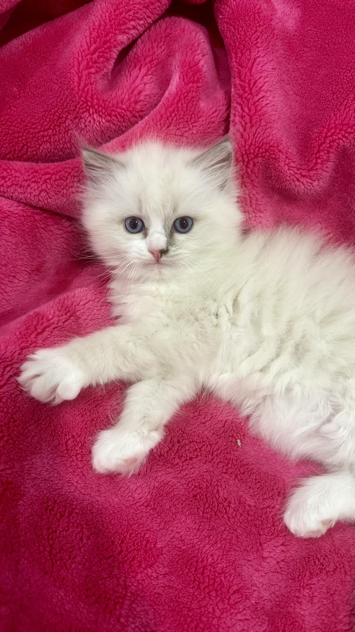 Frinkle - Blue Mitted Ragdoll photo 4