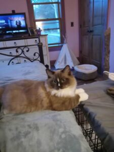 My Cherubim Grizzly Bear Seal Mitted Mink Cherubim Kitten