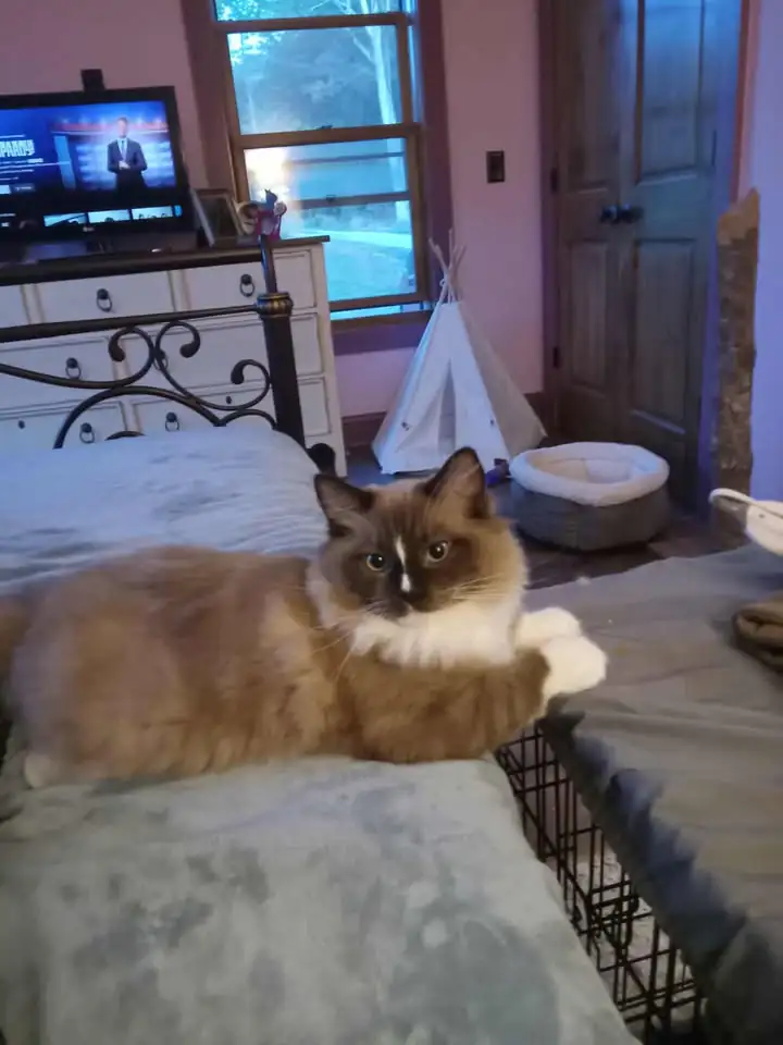 Mantis — Seal Mink Mitted Cherubim at 7 months old, over 12 lbs — AquaMarine Kittens