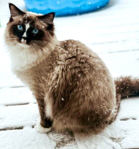 Love my Haru seal mitted ragdoll kitten
