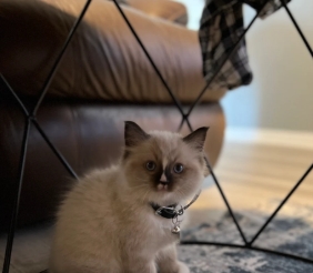 Love my Haru seal Mitted ragdoll kitten
