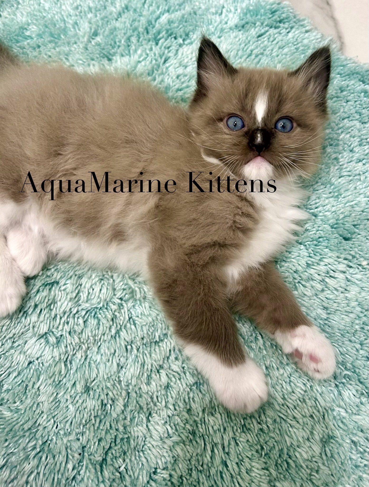 Jerry - Seal Mink Mitted Cherubim photo 4