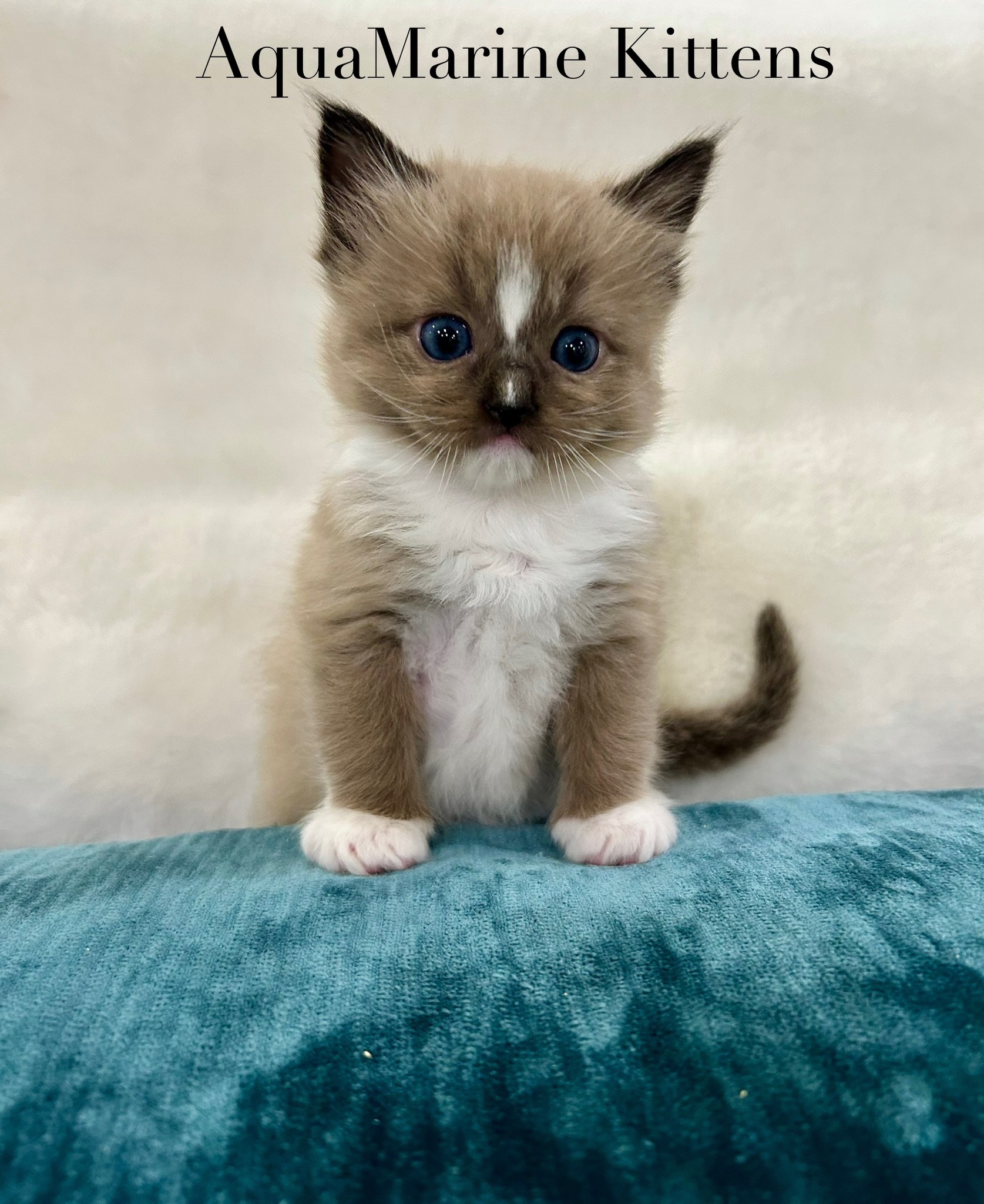 Jerry - Seal Mink Mitted Cherubim photo 5