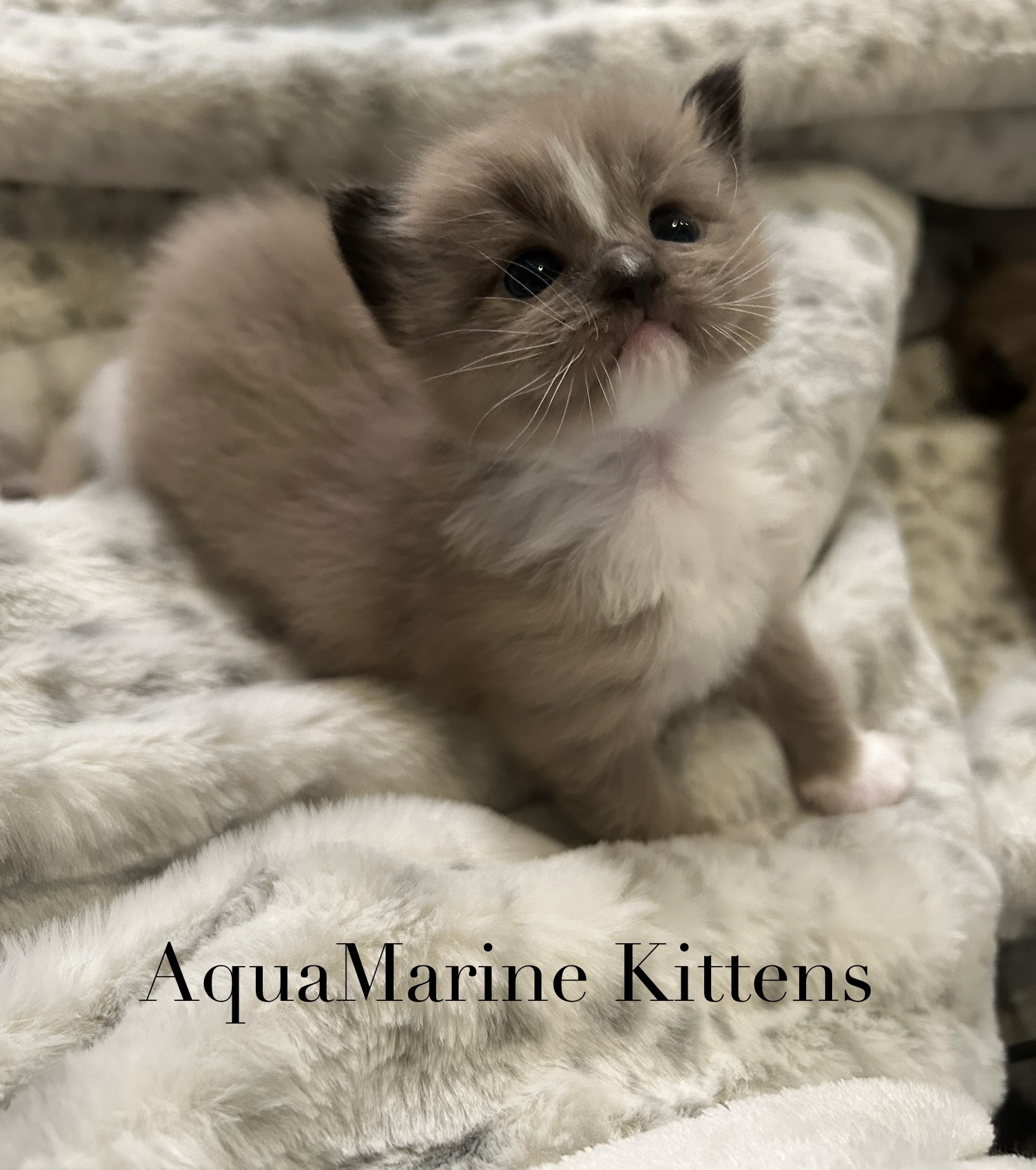 Jerry - Seal Mink Mitted Cherubim photo 6