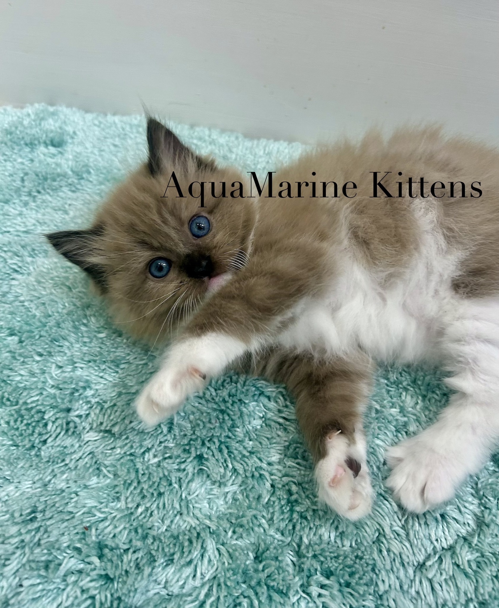 Lilli - Seal Mitted Mink Cherubim photo 4