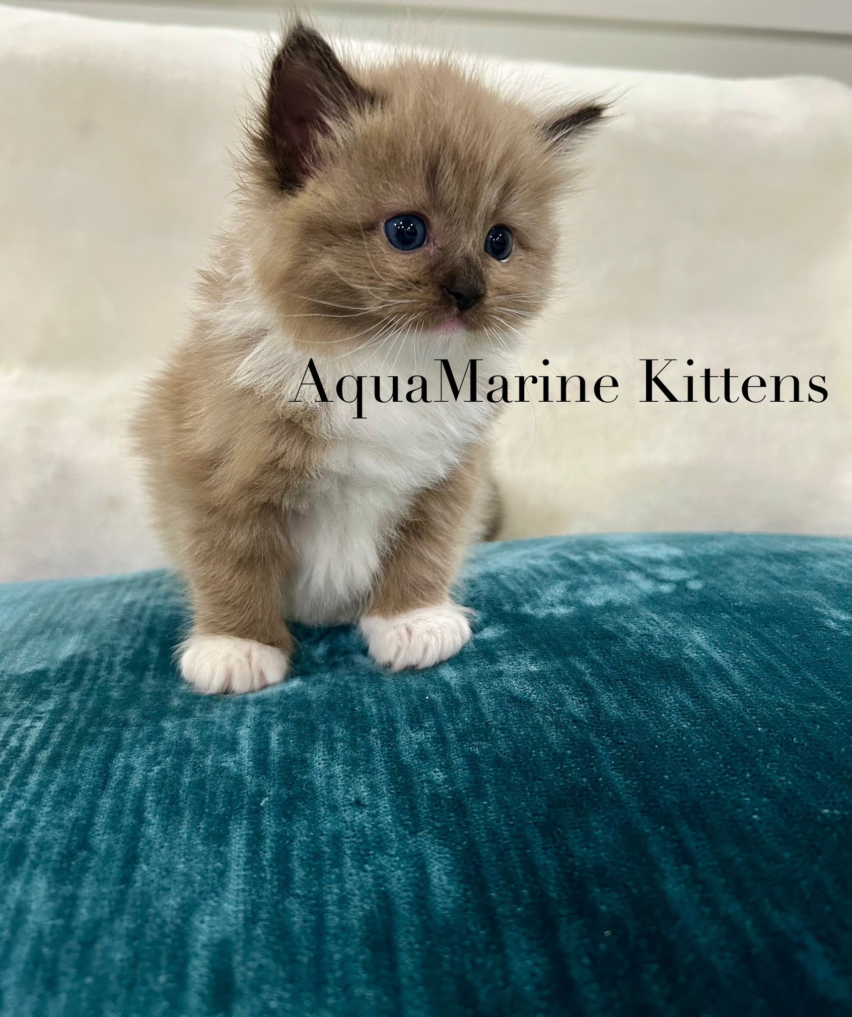 Lilli - Seal Mitted Mink Cherubim photo 5