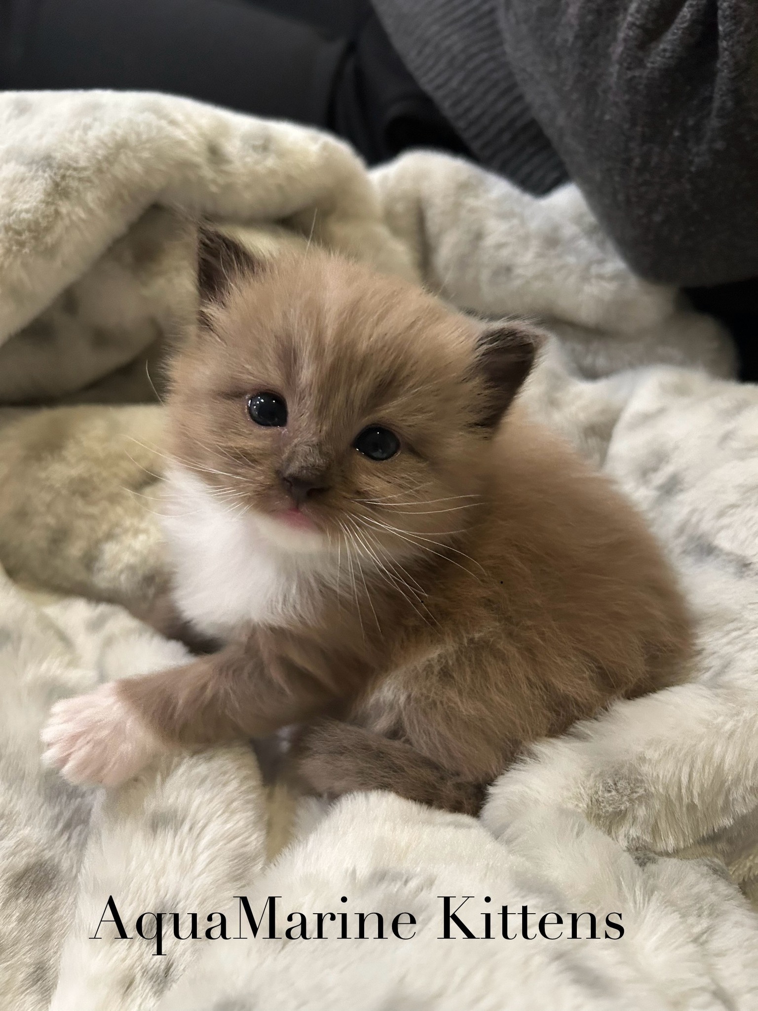 Lilli - Seal Mitted Mink Cherubim photo 6
