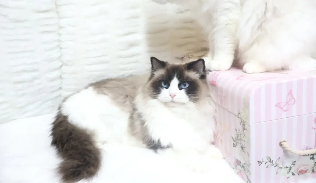 lucy ragdoll cat on bed