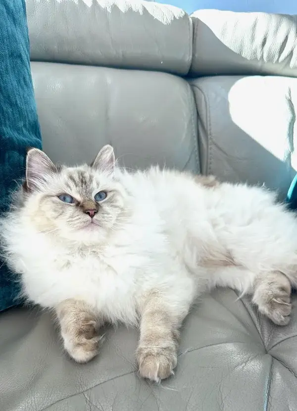 marshmallow on couch