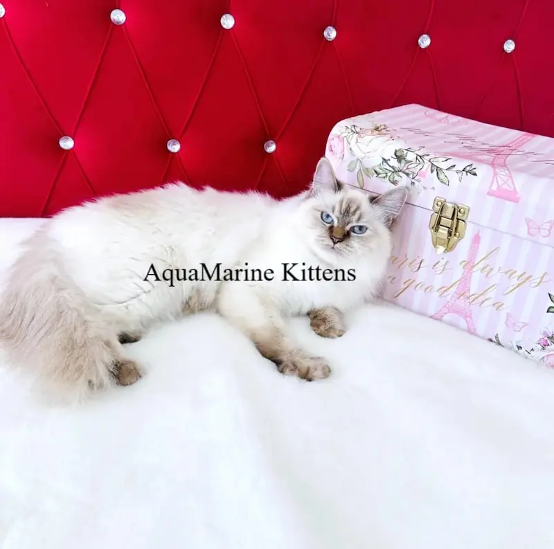 marshmallow laying on bed 1