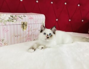 Beautiful Purebred Ragdoll Seal Tortie Ragdoll Kitten