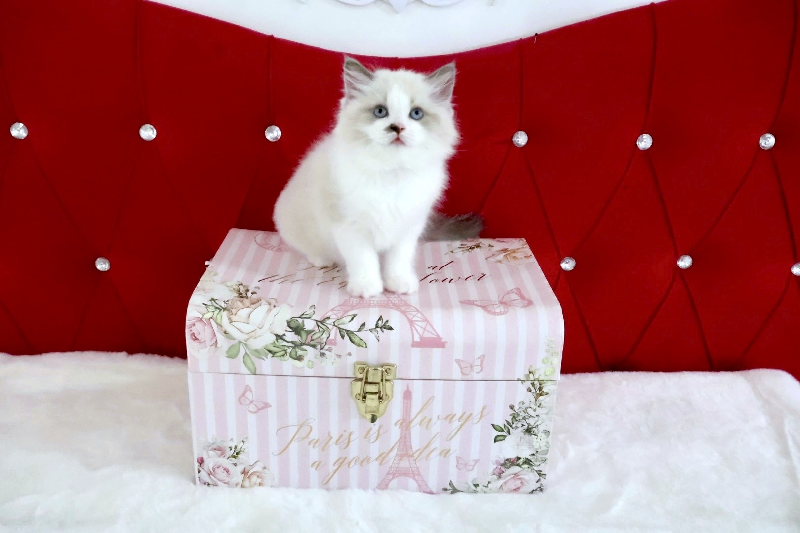 Mufi Blue Bicolor Ragdoll kitten on box