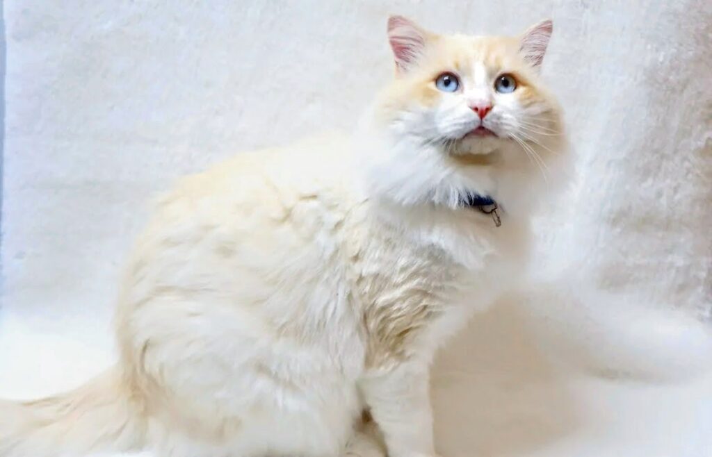 pasha - red bicolor ragdoll