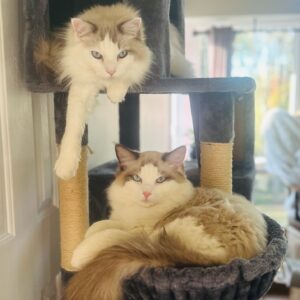 Our second baby from Aquamarine Kittens Seal Bicolor Ragdoll and Blue Bicolor Ragdoll