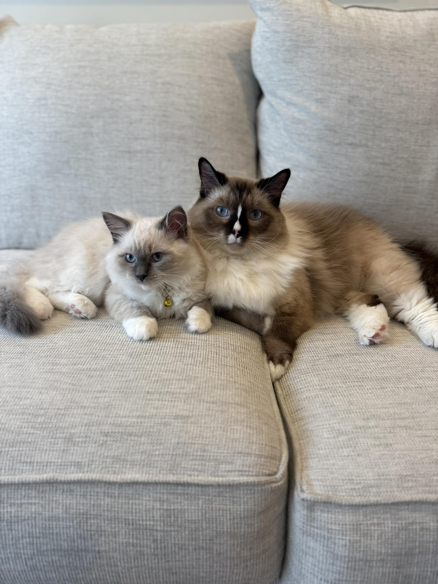 Pringles - Blue Mitted Ragdoll 4