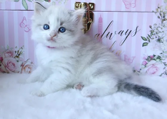 Kiki - Seal Bicolor Ragdoll photo 2