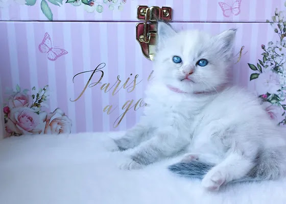 blue mismarked kitten