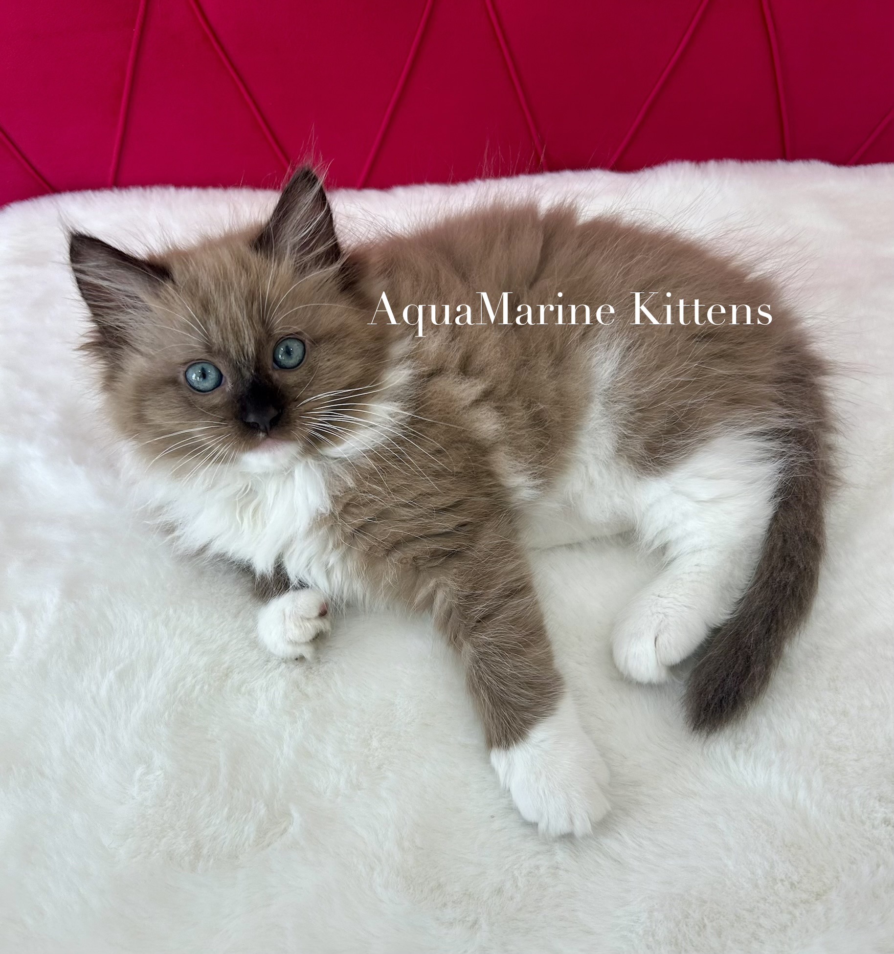 Lilli - Seal Mitted Mink Cherubim photo 3