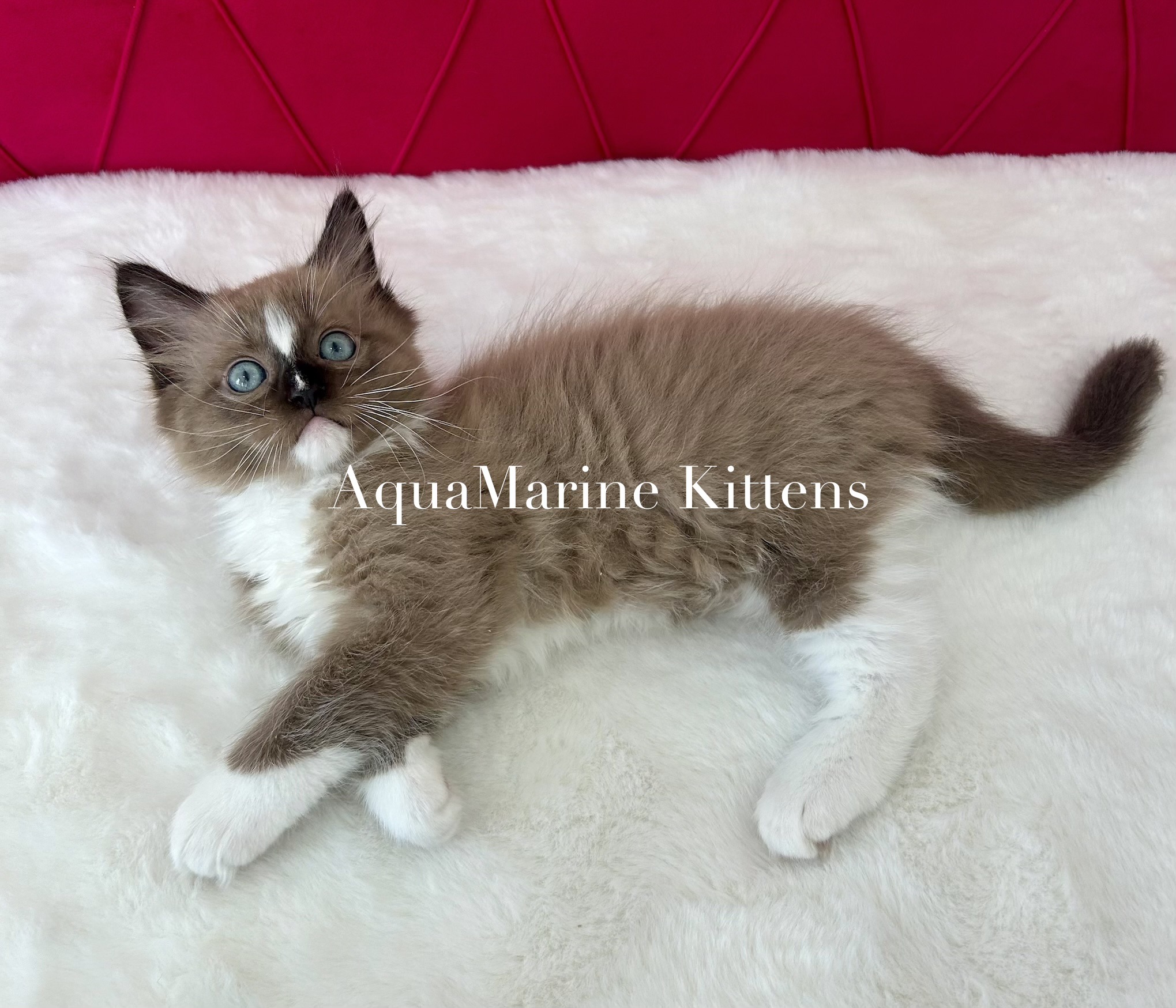 Jerry - Seal Mink Mitted Cherubim photo 3