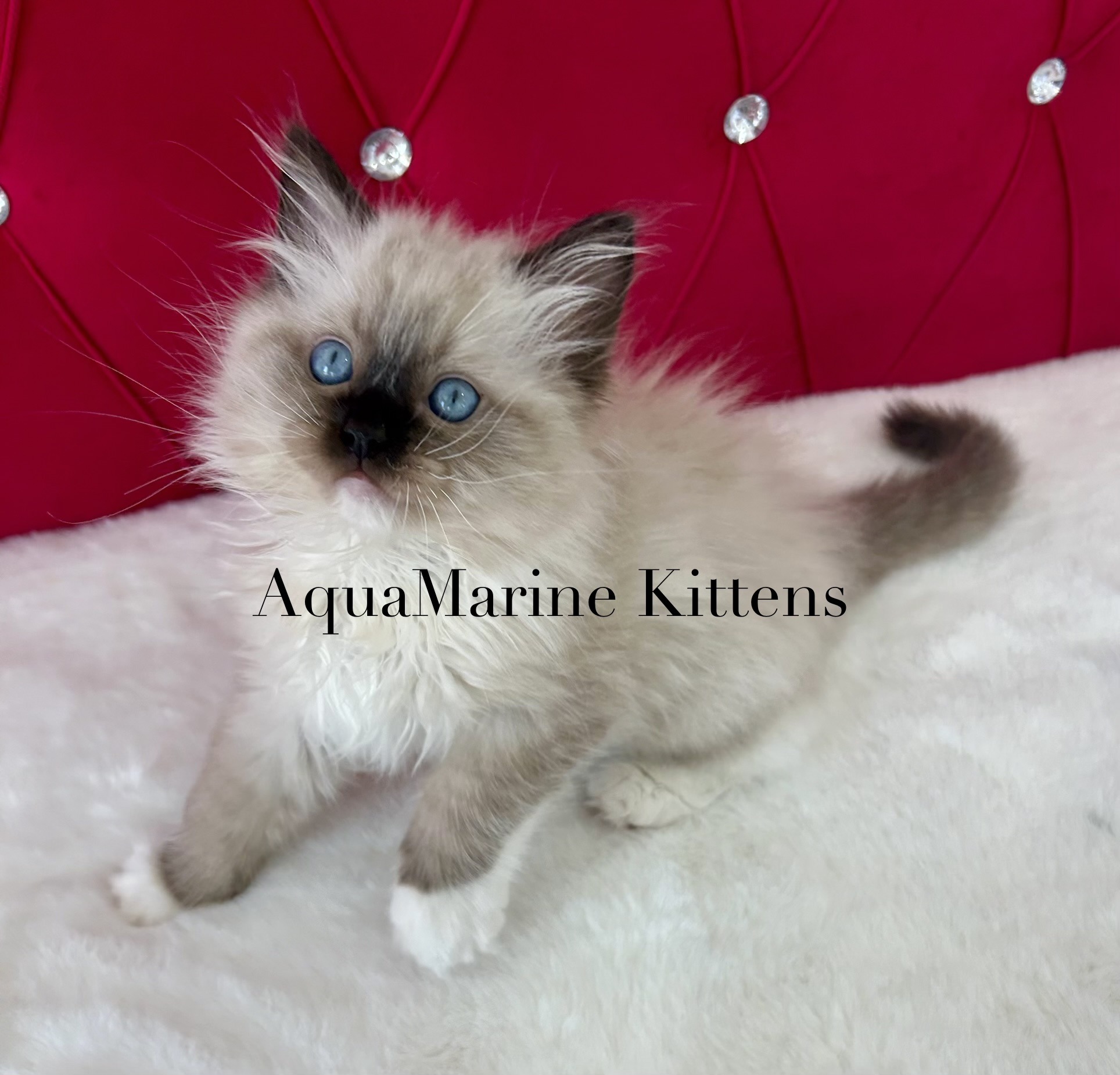 Bandit - Seal Mitted Ragdoll photo 3