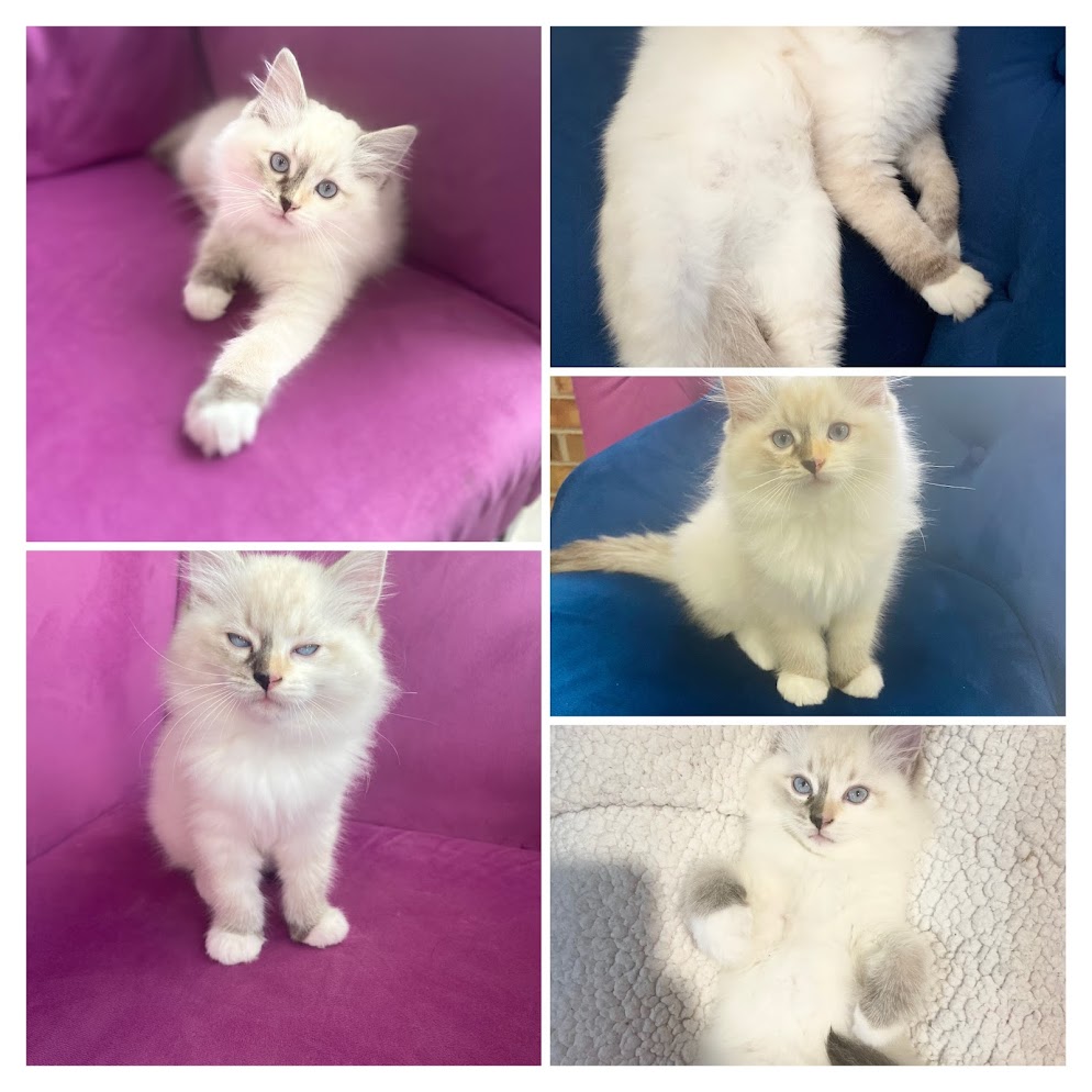 Tufi - Seal Torbie Mitted Ragdoll photo 4