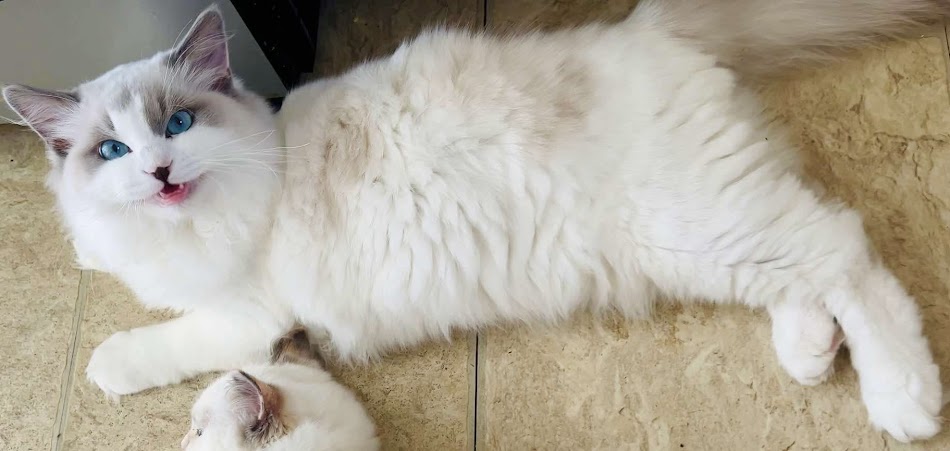 Shifu — Blue Bicolor Ragdoll cat on tiles, 13 lbs at 8 months old — AquaMarine Kittens