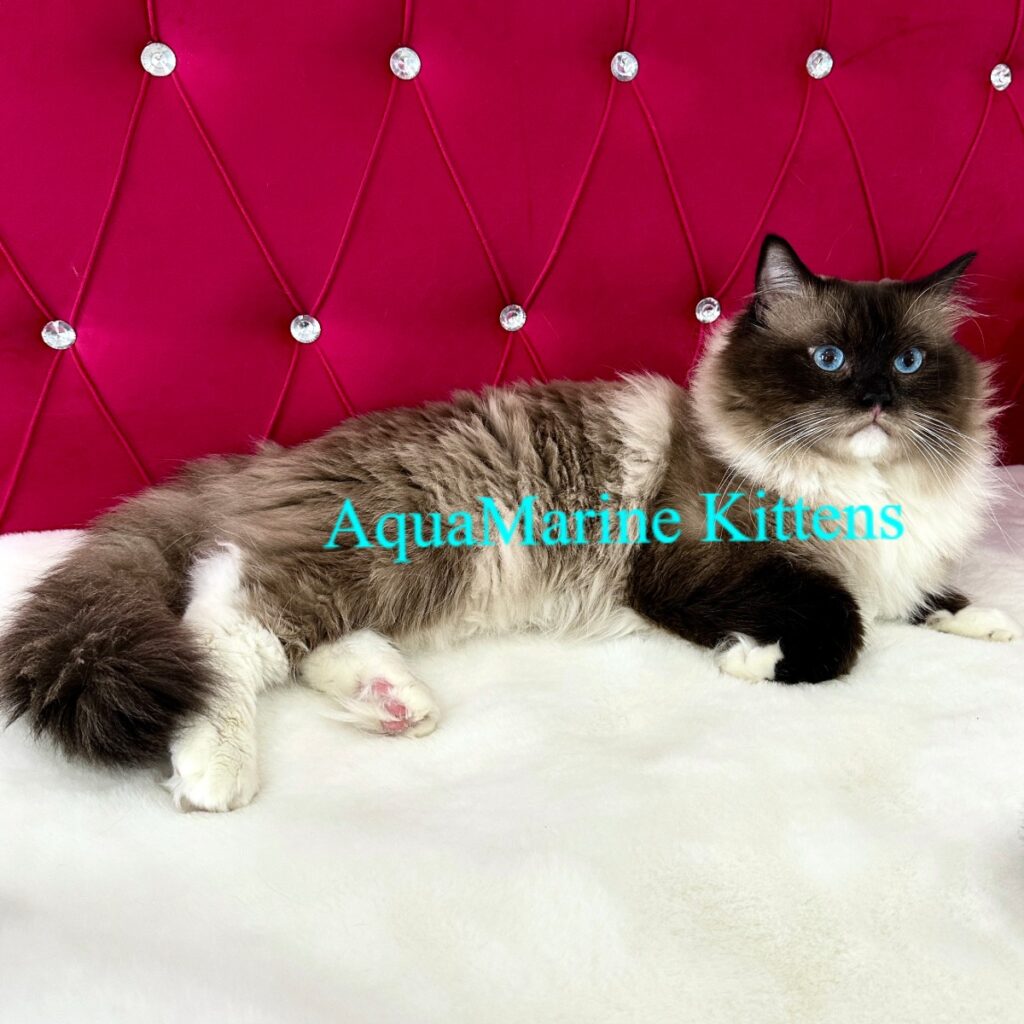 teddy seal mitted ragdoll cat on bed