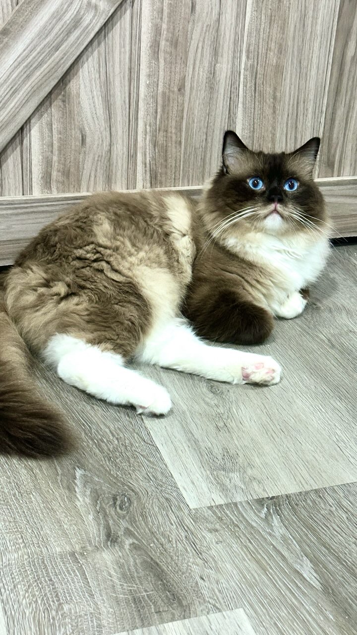 Teddy - Seal Mitted Ragdoll photo 2