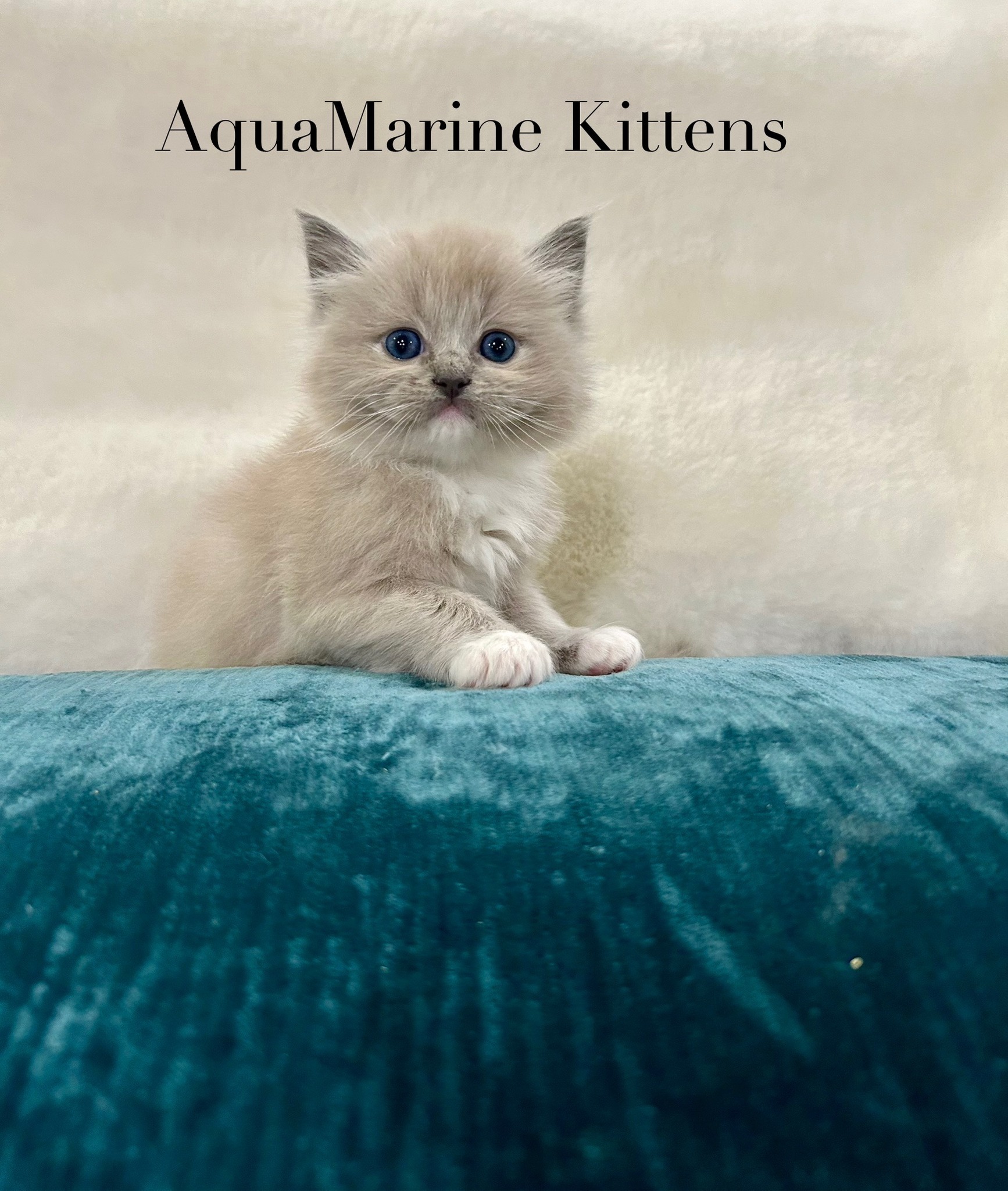 Tom - Blue Mink Mitted Cherubim photo 4