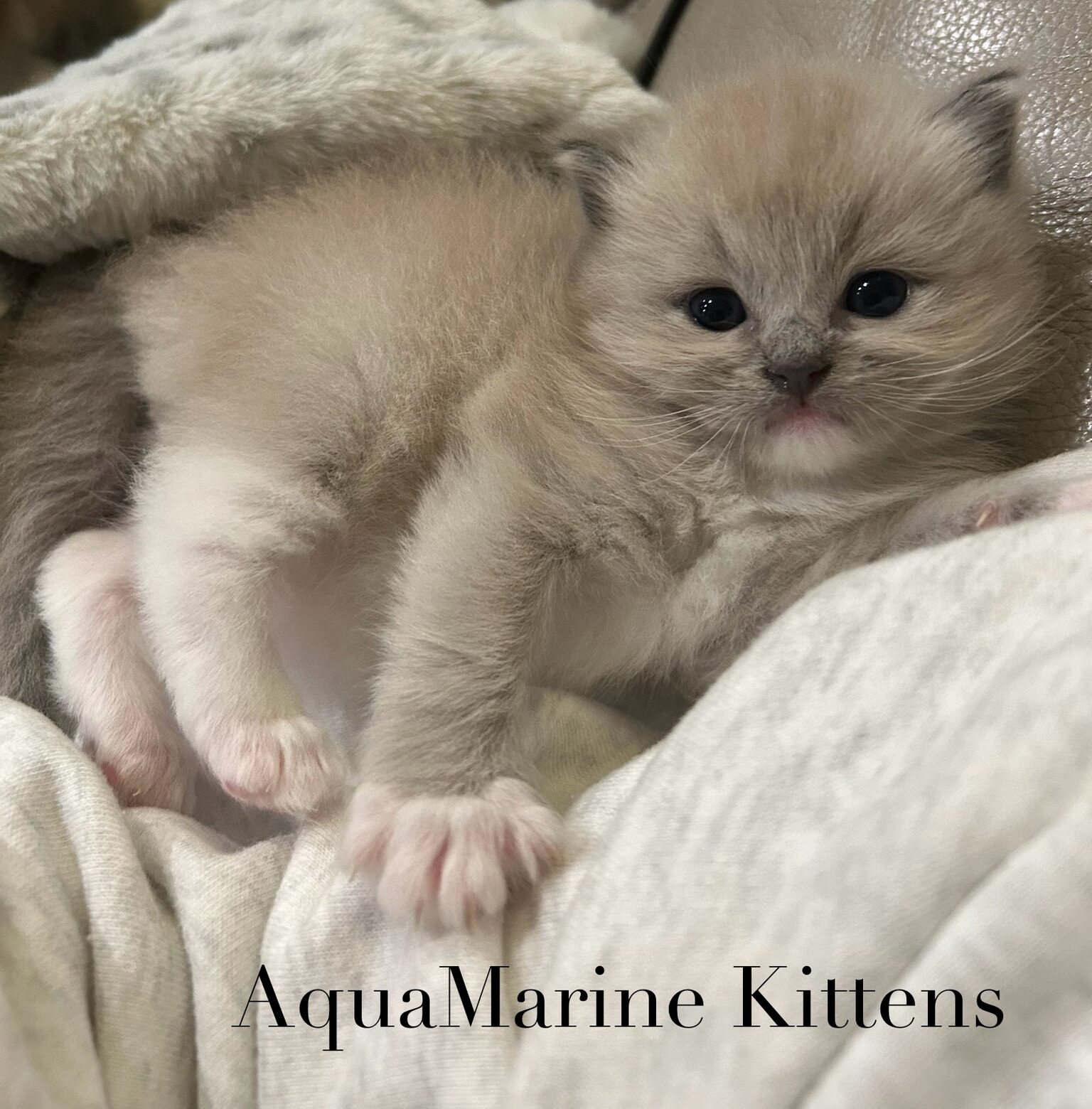 Tom - Blue Mink Mitted Cherubim photo 5