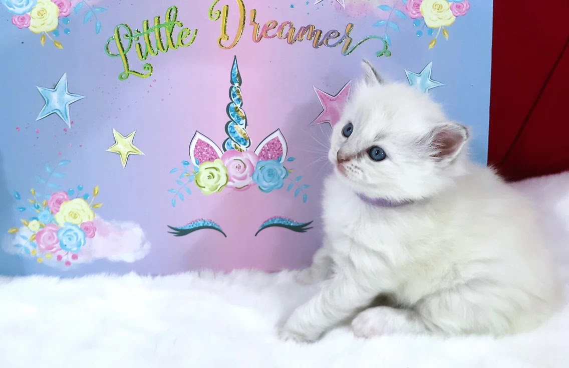 Blue tortie Ragdoll photo 3