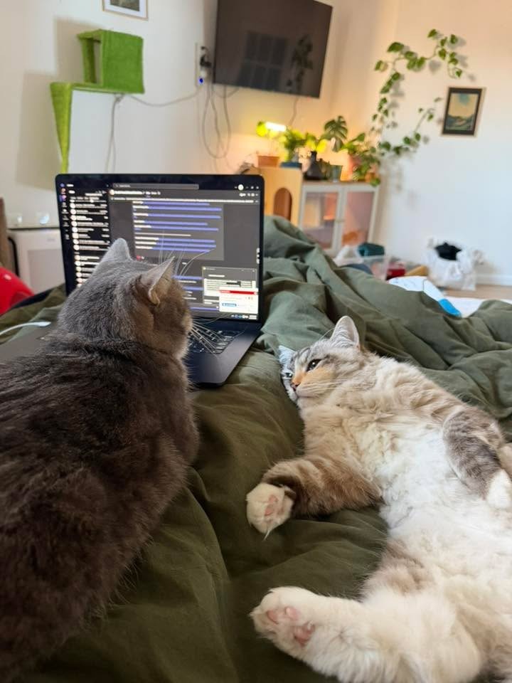 Tufi — Ragdoll cat settled in her new home — AquaMarine Kittens Virginia