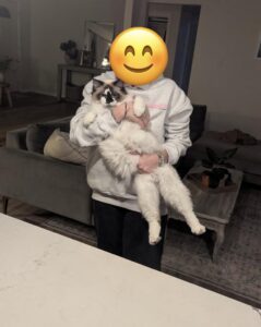 Best Kitten & Breeder Ever! Seal Bicolor mismark kitten ragdoll