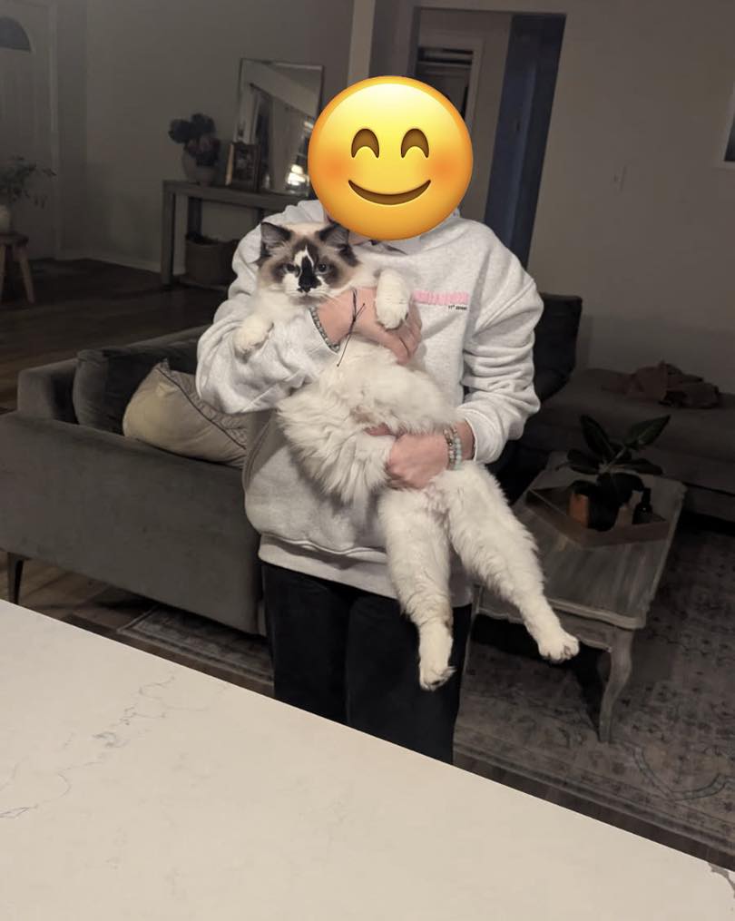 Viper - Seal Bicolor w Mismark Ragdoll photo 3