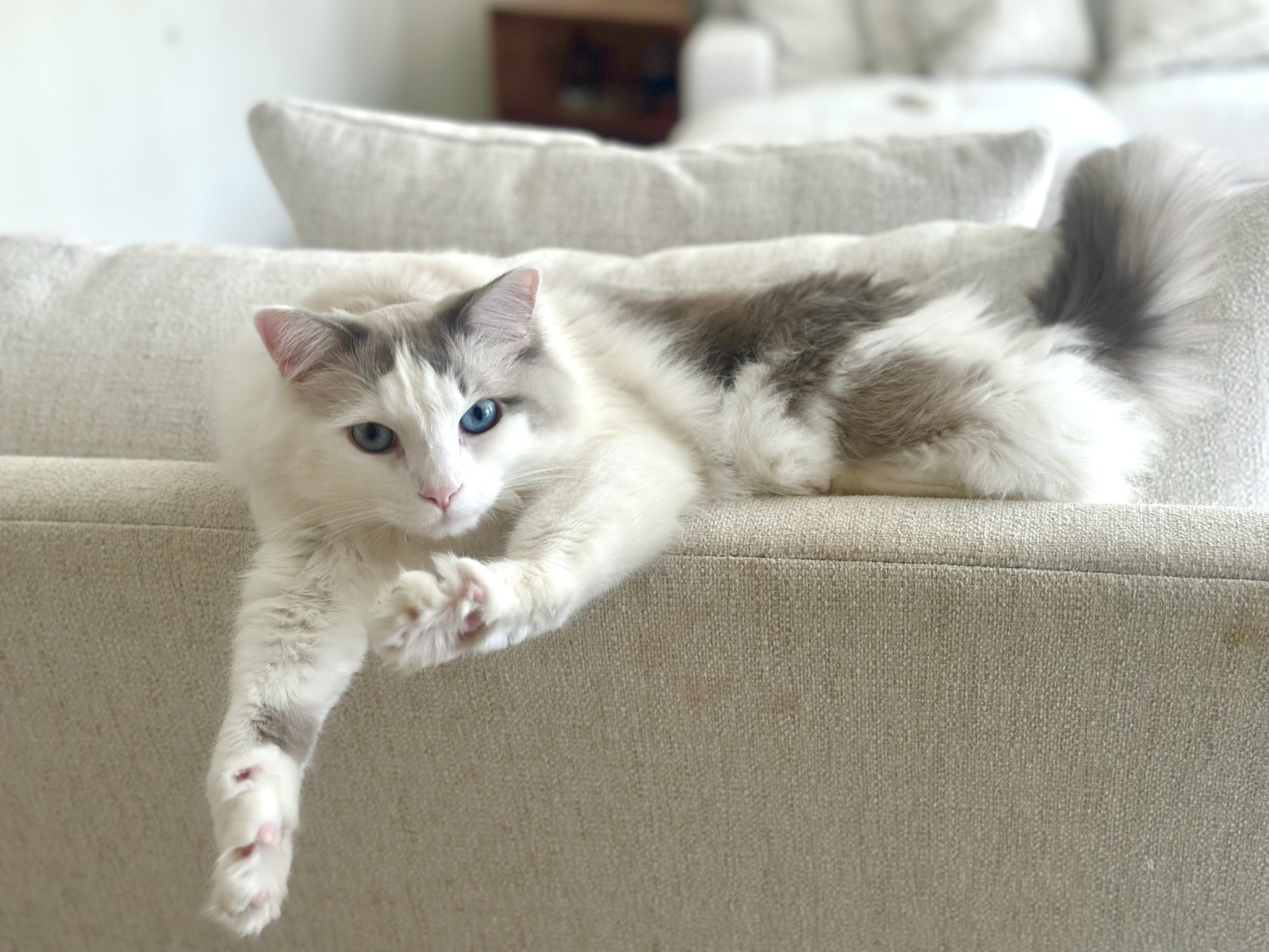 Bear - Blue Bicolor Ragdoll photo 3