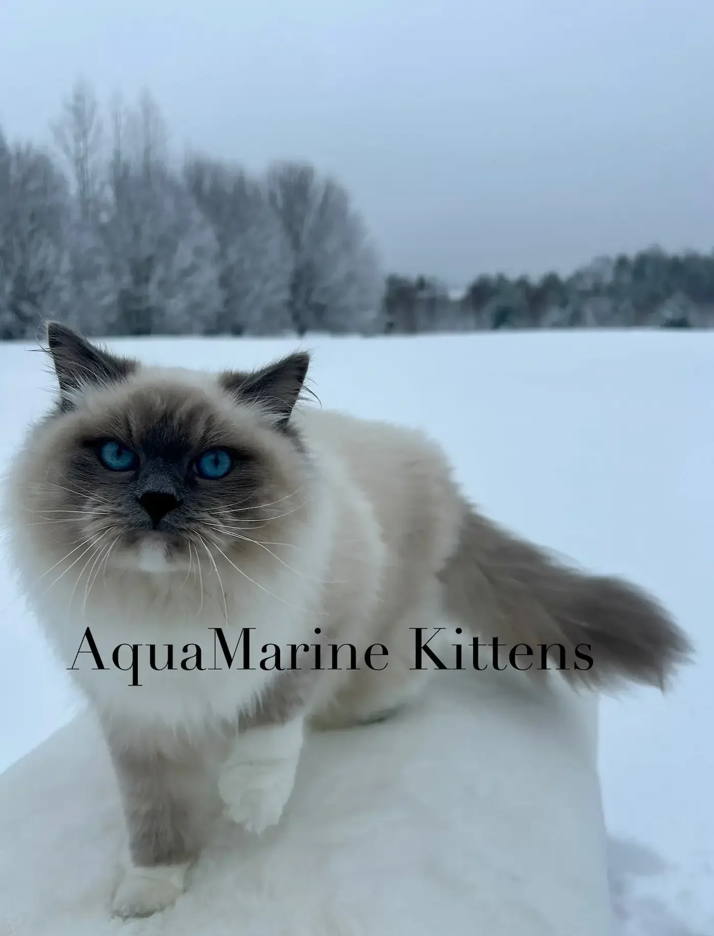 Twinkle - Blue Mitted Ragdoll Twinkle - Blue Mitted Ragdoll Queen