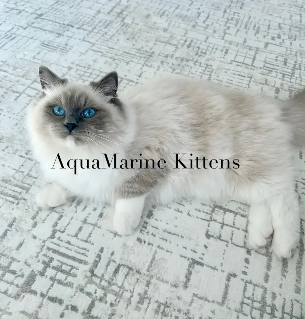 Blue Mitted Ragdoll on carpet