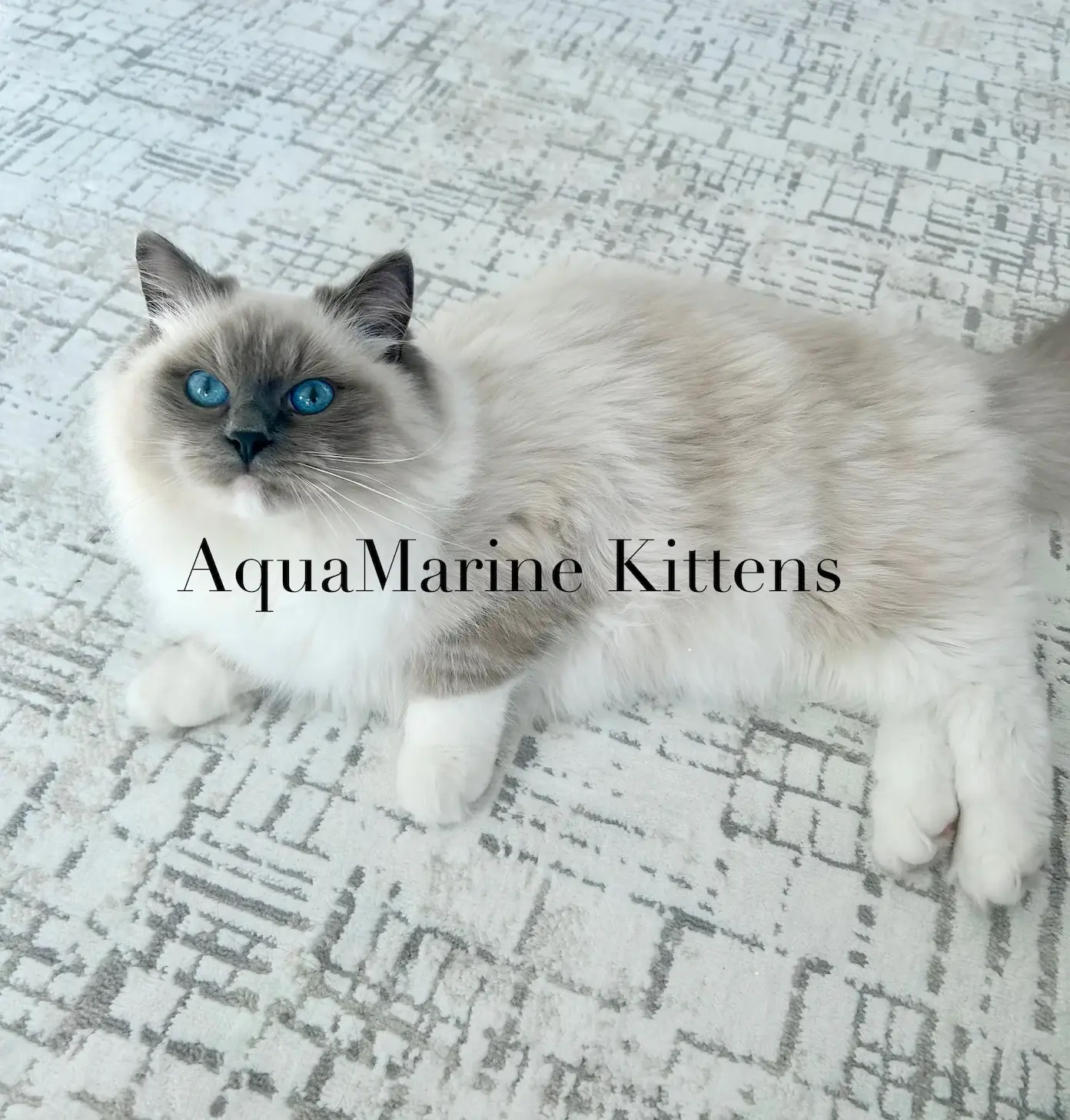 Twinkle – Blue Mitted Ragdoll Dam