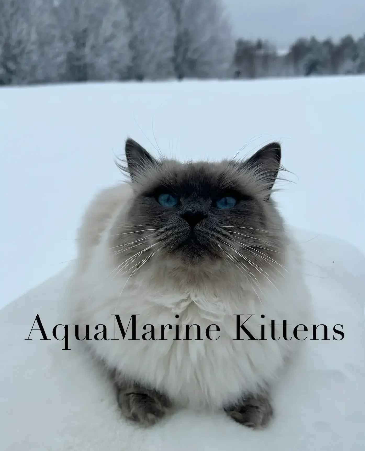 Sprinkles - Blue Point Ragdoll