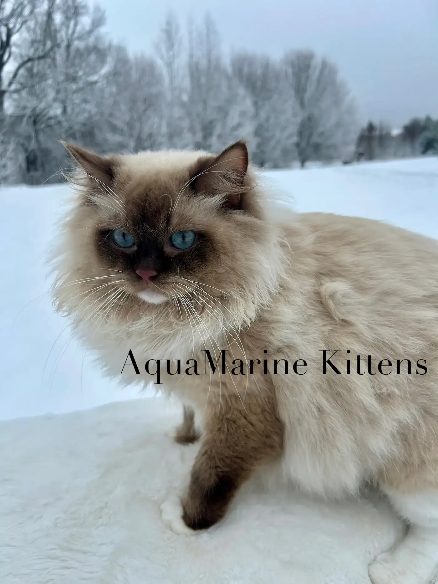 Mocha - Chocolate Mitted Cherubim Mocha - Chocolate Mitted Cherubim Queen