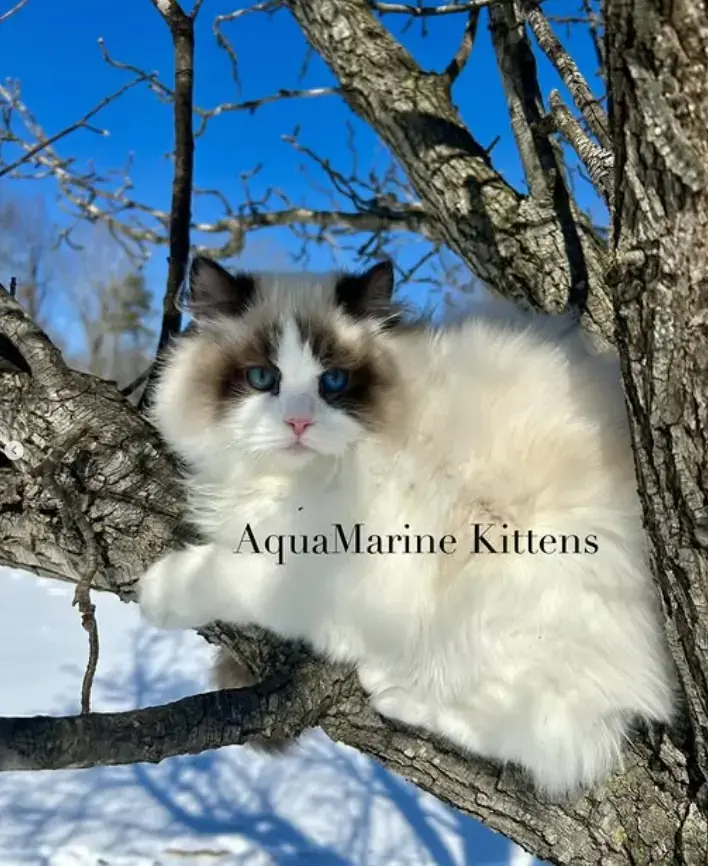 Masha - Seal Bicolor Ragdoll Masha - Seal Bicolor Ragdoll Queen