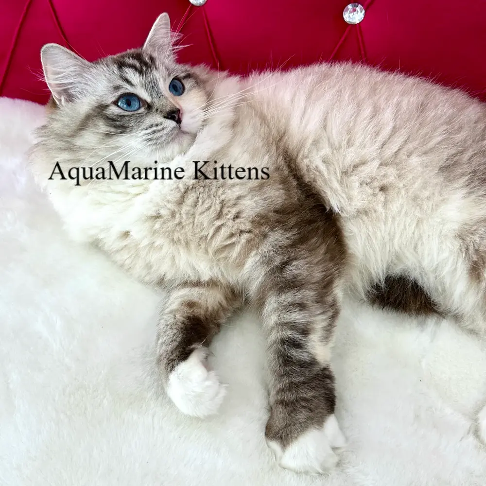 seal torbie laying on bed