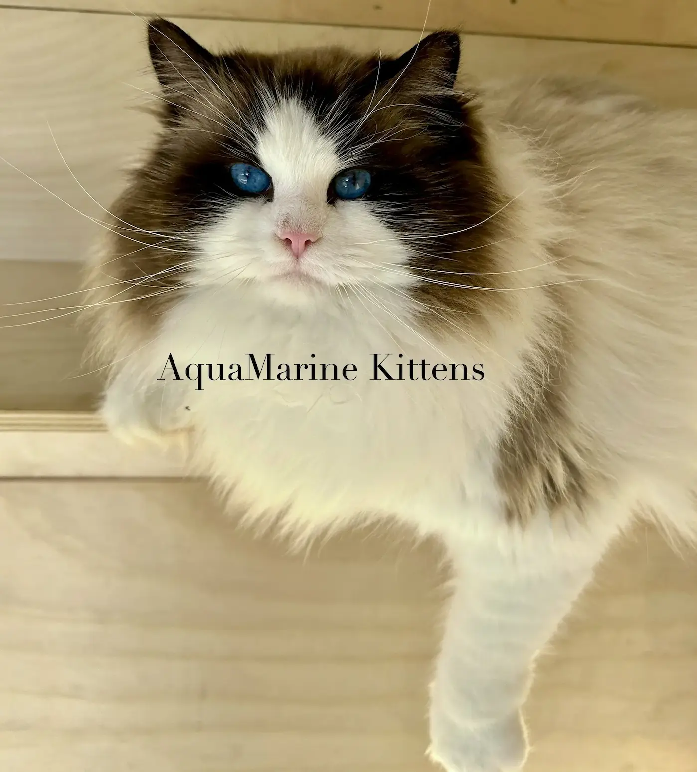 Aslan - Seal Bicolor Ragdoll Aslan - Seal Bicolor Ragdoll King