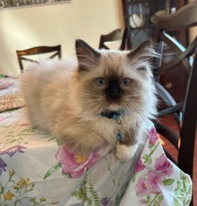 bandit seal mitted kitten on table