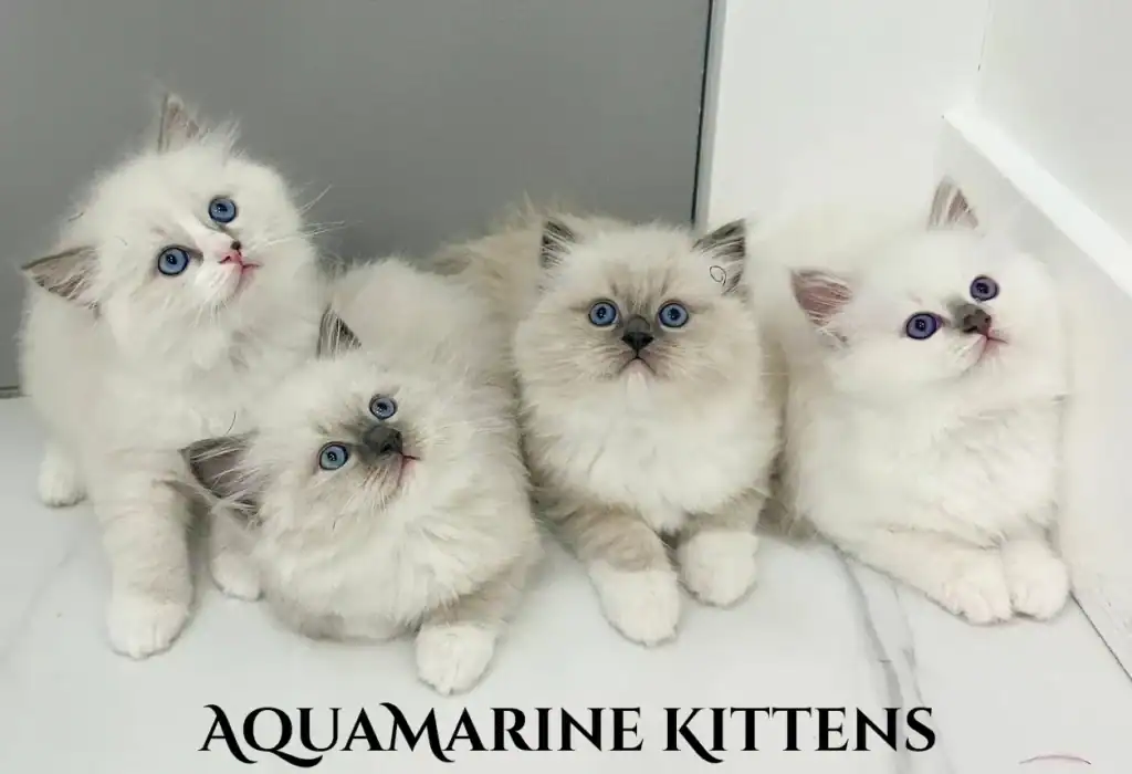blue ragdoll kitten litter on tiles